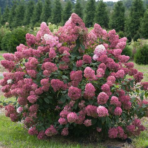 Here are some excellent flowering dwarf rhododendron shrubs for your front or backyard: 242 best Full Sun Front Yard images on Pinterest | Cut ...