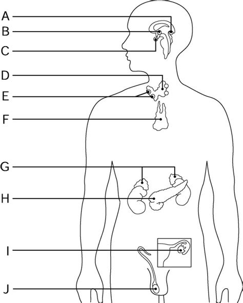 Labeling The Endocrine System Diagram Quizlet