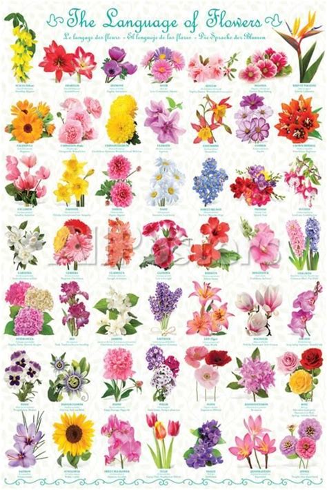 The Language Of Flowers Prints Flower Types Chart