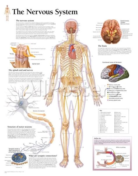 The following diagram is provided as an overview of and topical guide to the human nervous system: Pin by hylesia on science and mathematics | Nervous system diagram, Human body nervous system ...