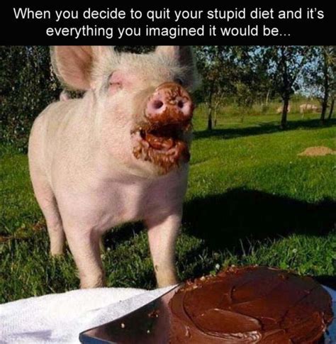 Funny Picture Dump Of The Day 33 Pics In 2020 Funny Pigs Funny