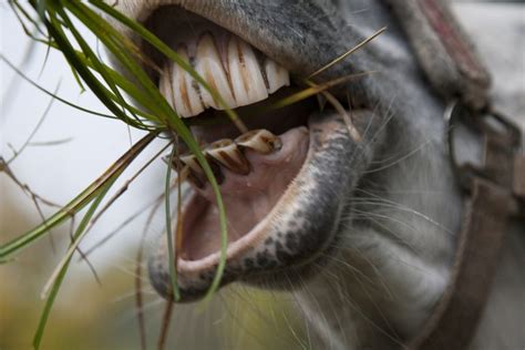 The Equine Dentist The Guide To Equine Natural Health