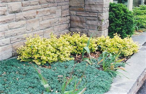 Click To View Full Size Photo Of Sungold Wintercreeper Euonymus