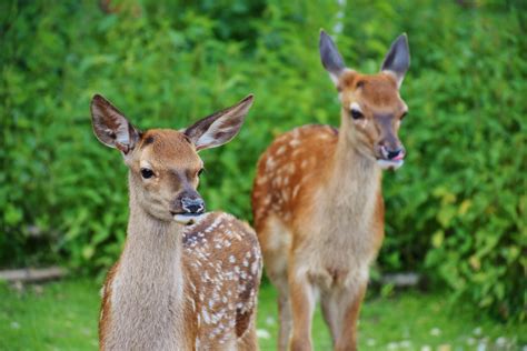 Free Images Nature Forest Cute Fur Small Mammal Fauna Fawn