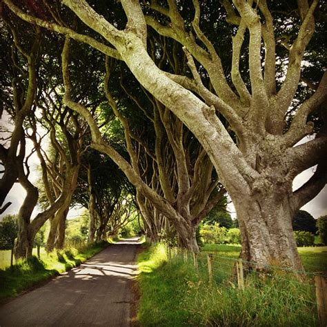 The Dark Hedges Co Antrim Irish Fireside Travel And Culture