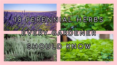 Perennial Herbs 18 Easy To Grow Species Every Gardener Should Know