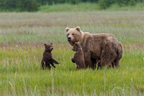 Brown Bear Cubs Photo 136 Alaska Lake Clark Photos By Jess Lee