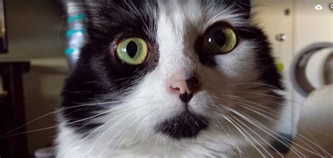 They are staying with their owners until a new home can be found for them. REHOMED! Adorable Mini Sized Long Hair Cat in Los Angeles
