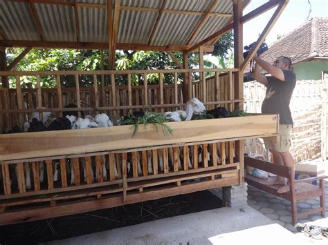 Lantai dan tembok kami buat dari bilah bambu. Desain Kandang Kambing Etawa dari Bambu dan Kayu