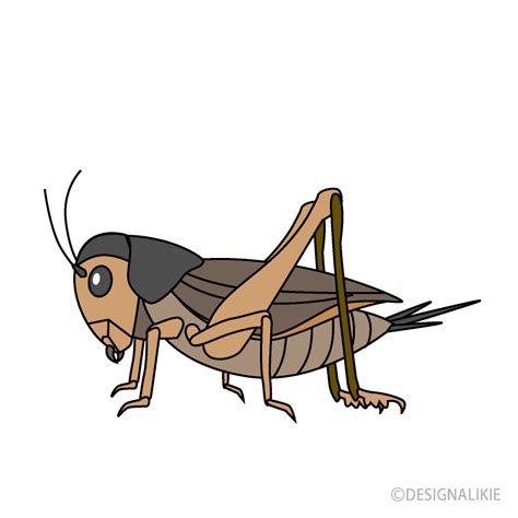 Cricket Insect Clip Art