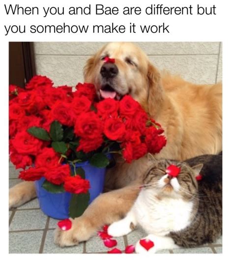 18 Hilarious Valentines Day Memes To Share With Your Boo