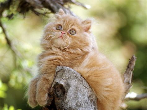 Funny Persian Cat Photography 2013 | Funny Animals