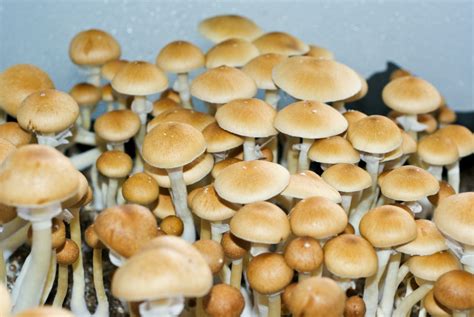 Tarım Agriculture Magic Mushroom Psilocybin Mushroom Sihirli Mantar