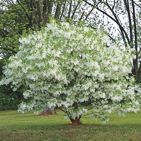Native Flowering Shrubs White Fringetree From Spring Hill