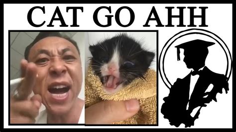 Why Is This Man Yelling At A Kitten Youtube
