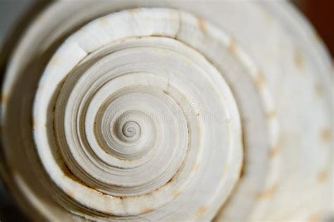 Sea Shell Spiral Stock Photo Image Of Shells Nature 47152762