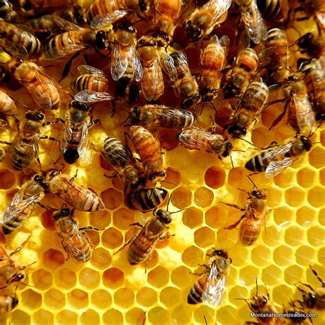 A Look Inside A New Honey Bee Hive Montana Homesteader