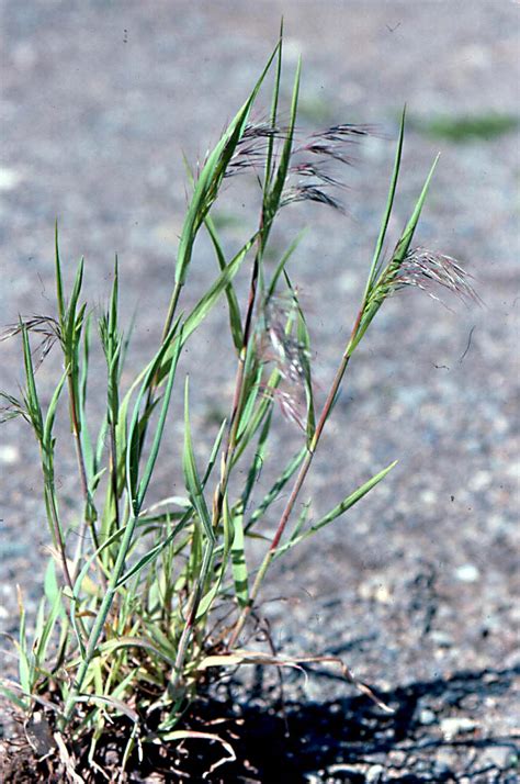 New Insights On An Old Pest Six Versions Of Downy Brome Idd In