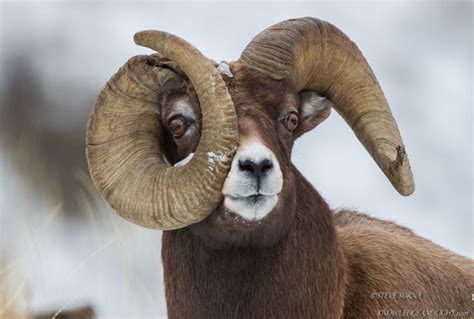 Bighorn Sheep Ram Ovis Canadensis I Came Across This Incredible Ram