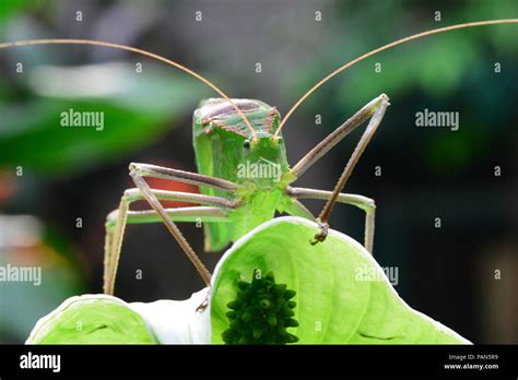 Giant Malaysian Katydid In Its Environment Stock Photo Alamy