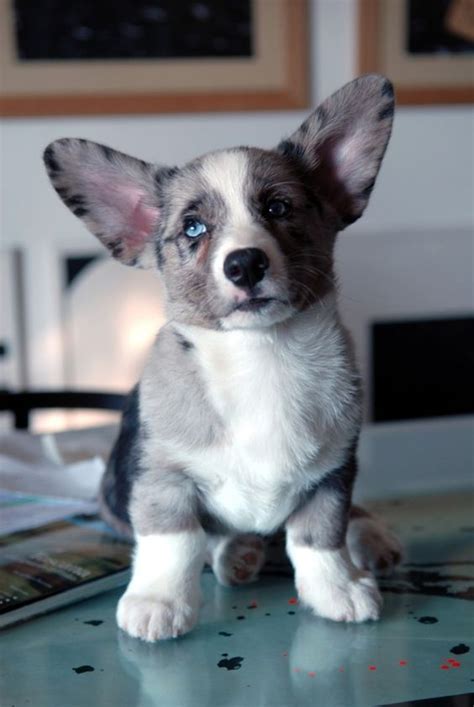 Feeding guide for a welsh cardigan corgi puppy. Cardigan Welsh Corgi puppy. | Welsh corgi puppies ...