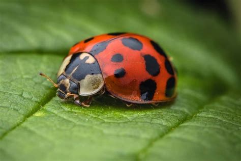 why do ladybugs have red and black spots school of bugs