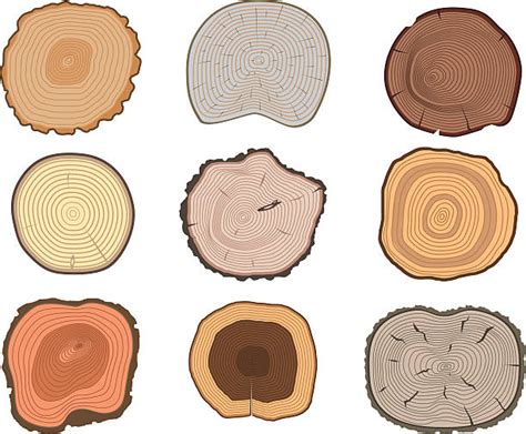Best Tree Bark Illustrations Royalty Free Vector Graphics