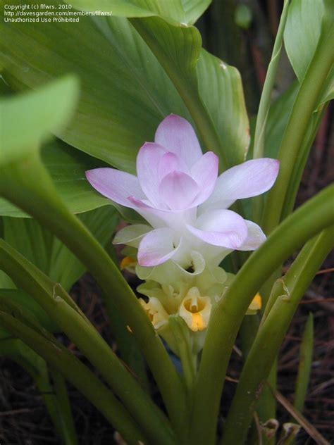 My aunt gave my mother a large tree in a pot and this plant was in the pot also. PlantFiles Pictures: Hidden Ginger, Hidden Lily (Curcuma ...