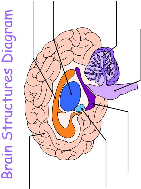 Printable Worksheet Brain Structures Diagram