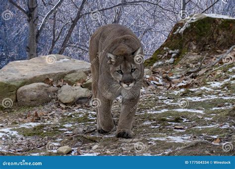 Cougar Walking While Looking At The Camera Stock Photo Image Of