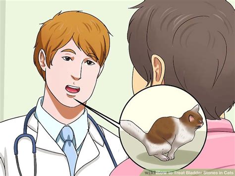 3 Ways To Treat Bladder Stones In Cats Wikihow