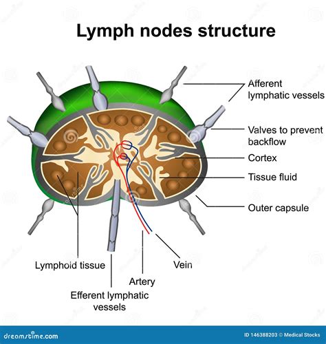De Lymfeknopen Structureren Medische Vectorillustratie Infographic Op