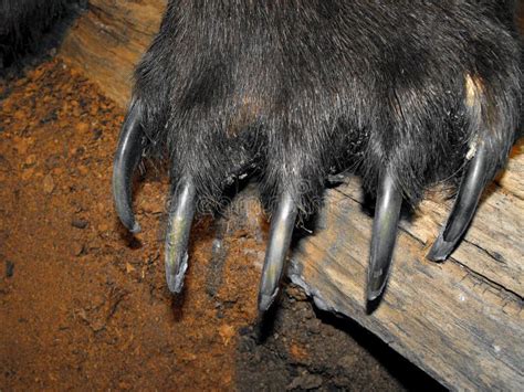 Bear Claws Stock Photo Image Of Bear Detail Black 19079702