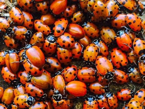 Ladybugs You Cant Buy Friendship — Yard And Garden Report