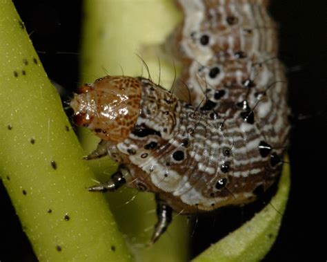 The two most common stink bug pests in maryland. Transgenic crops: Multiple toxins not a panacea for pest ...
