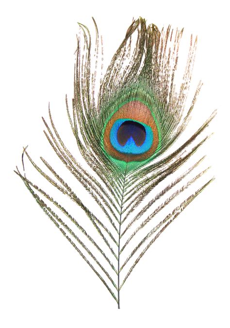 Feather Peafowl Clip art - Peacock feather png download - 1218*1737 - Free Transparent Feather ...
