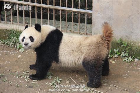 China Live Broadcasts Pandas Failed Natural Mating Cn