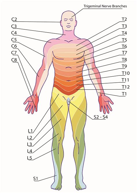 Printable Lumbar Dermatomes Printable Jd
