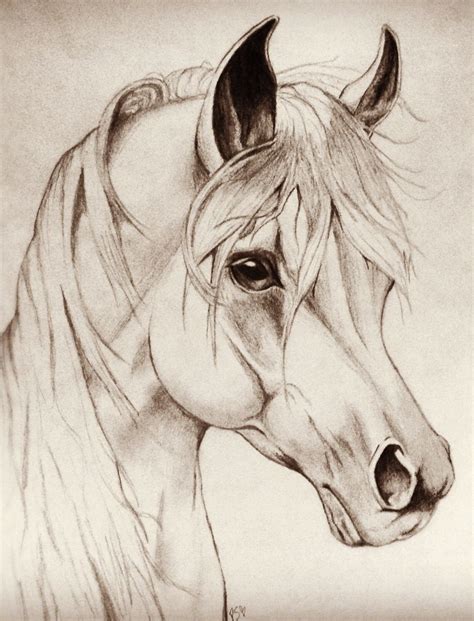 Horse Drawing By Me Patrycia Sulewski Drawn With Pencil Horse