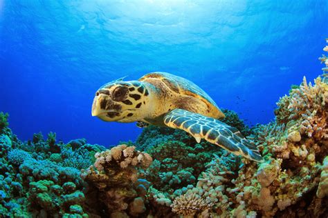 Hawksbill Sea Turtle ~ Animals World