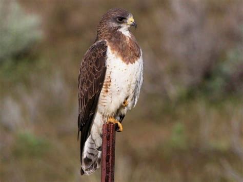 Swainsons Hawk Photos And Videos For All About Birds Cornell Lab Of