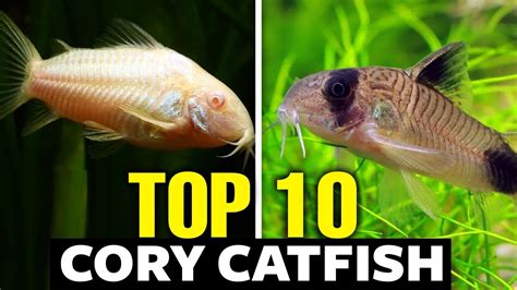 Top 10 Cory Catfish Types Youtube
