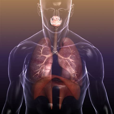 Respiratory System, Lungs in a Human Body 3D Model - FlatPyramid