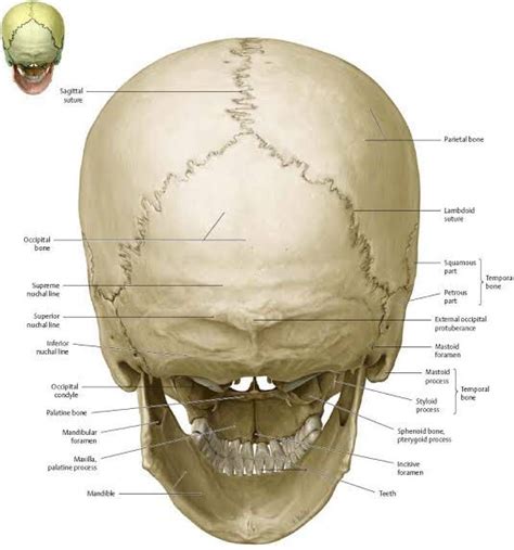 Top Of Scalp Anatomy