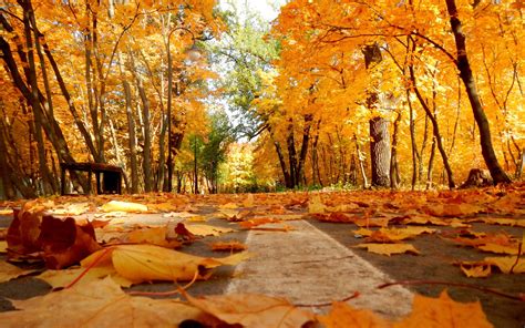Autumn leaves on the pavement wallpaper - Nature wallpapers - #39608