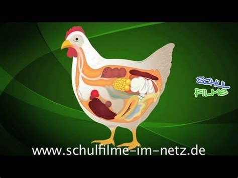 Doch diese eine grünlegerhenne war zwar die erste, die ein ei legte. Das Huhn - Schulfilm Biologie - YouTube