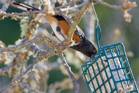 Spotted Towhee Reaches From A Branch To Peck At Suet Feeder Stock Image