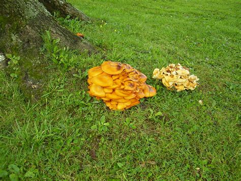 Orange Mushrooms In The Yard Here Is How To Get Rid Of Them