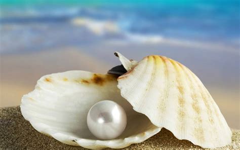 What Is Sea Shell Pearl Celovis Jewelry Celovis Jewellery
