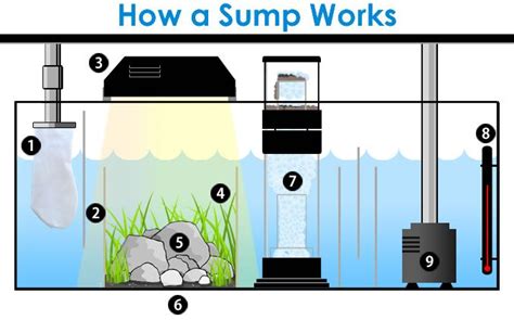 What Is A Sump Filtration And Refugiums For Your Aquarium Reef